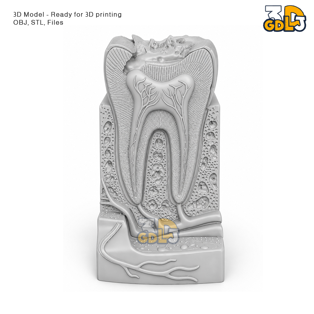 Anatomical Tooth 3D Model - Image 4