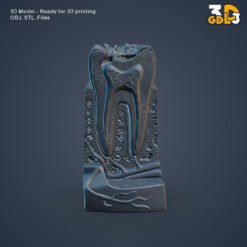 Anatomical Tooth 3D Model