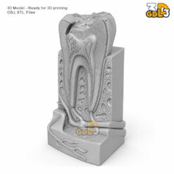 Anatomical Tooth 3D Model - Image 5