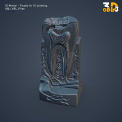 Anatomical Tooth 3D Model - Image 3