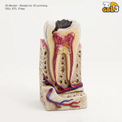 Anatomical Tooth 3D Model