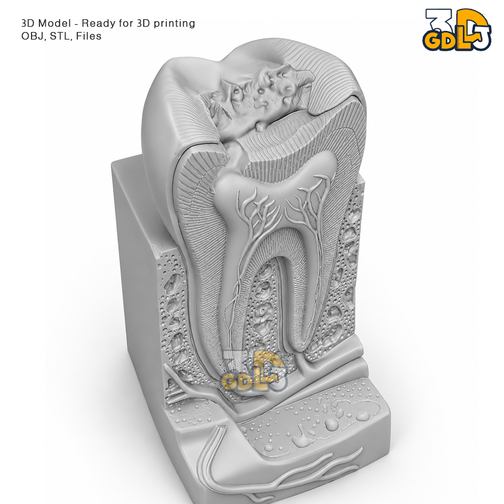 Anatomical Tooth 3D Model - Image 3