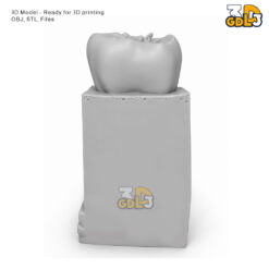 Alternative view of Anatomical Tooth 3D Model